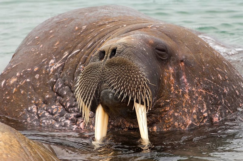 Walrus (Odobenus rosmarus)