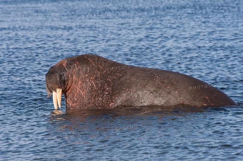 Walrus (Odobenus rosmarus)