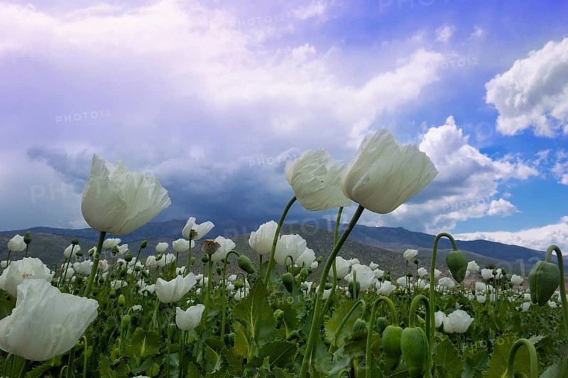 Opium poppy (Papaver somniferum) field