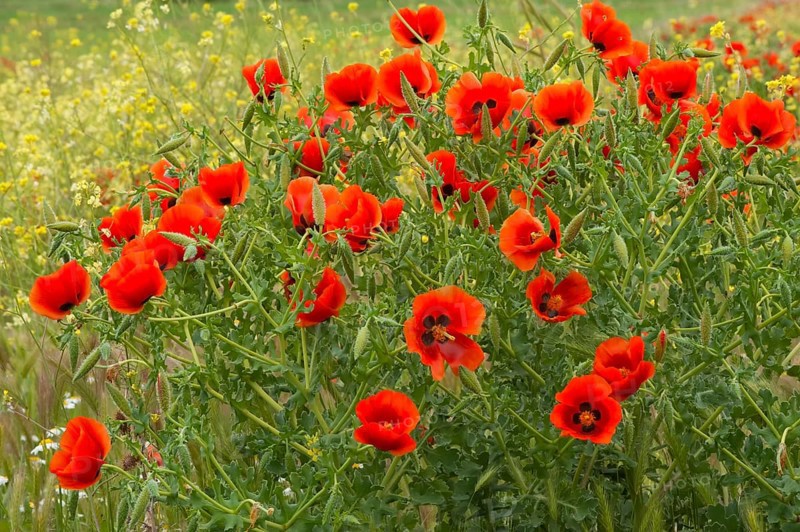 Red poppy (Papaver rhoeas) field