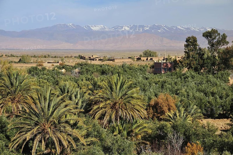 Palms in the Draa Valley against the backdrop of the High Atlas Mountains