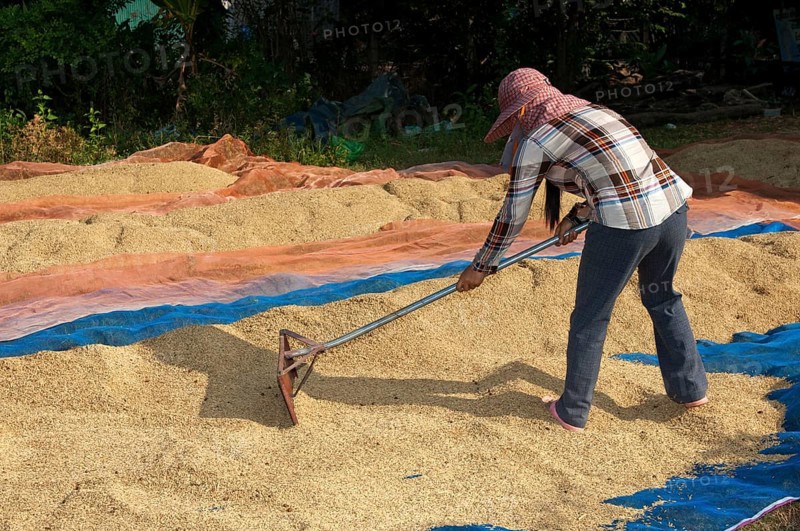 Farmer spreading rice to dry on a plastic tarp on the ground