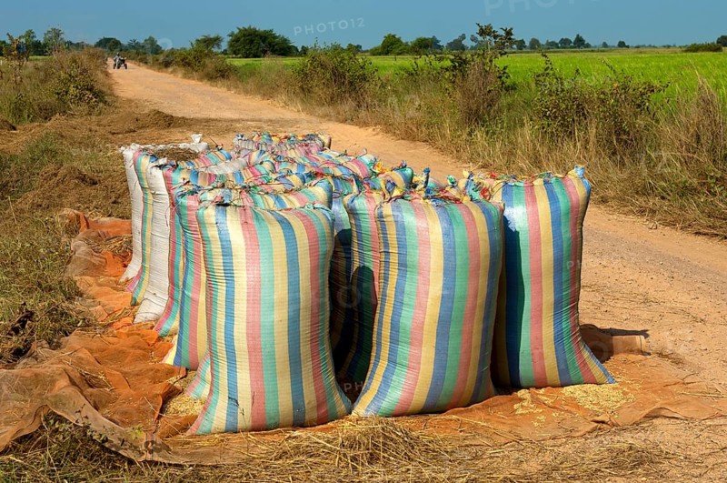 Bulging sacks of rice ready for collection on a dirt road