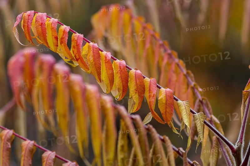 Staghorn Sumac (Rhus typhina)
