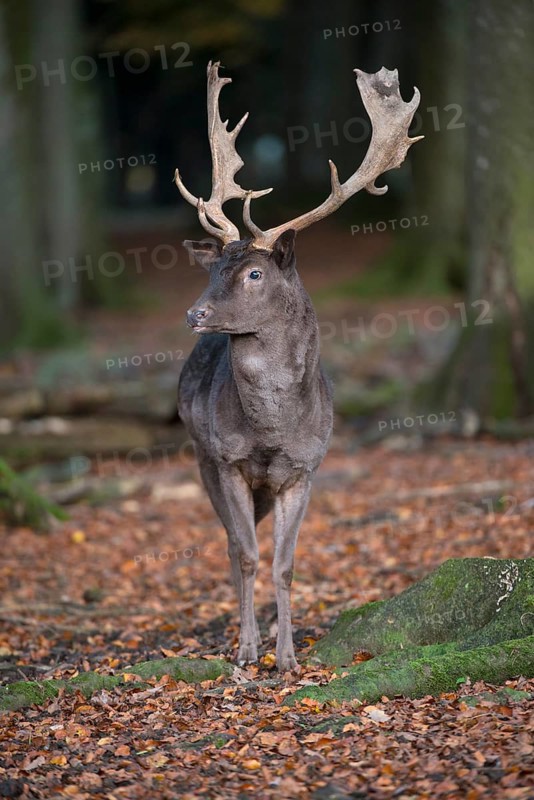 Fallow Deer (Dama dama)