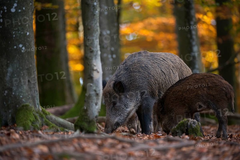 Wild boars (Sus scrofa)