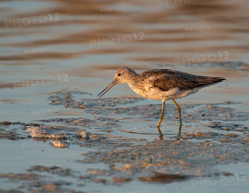 Common Greenshank (Tringa nebularia)