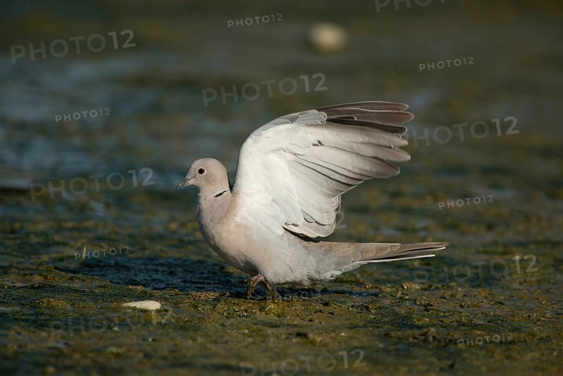 Collared Dove (Streptopelia decaocto)