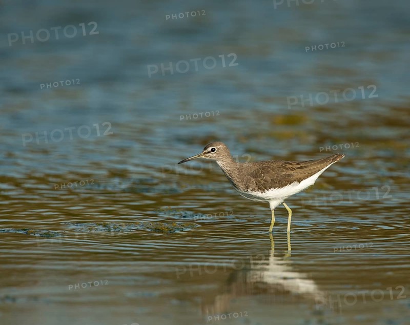 Green Sandpiper (Tringa ochropus)