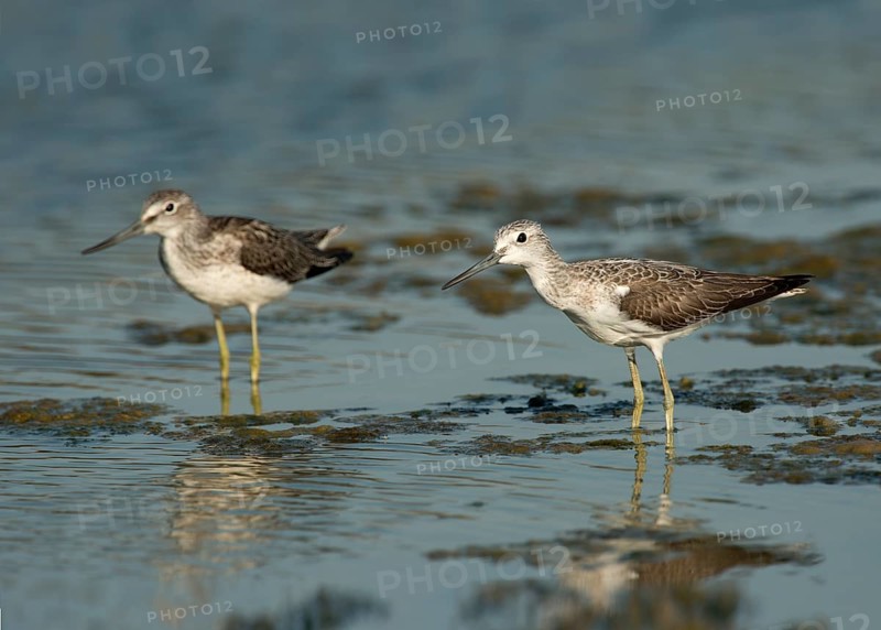 Common Greenshanks (Tringa nebularia)