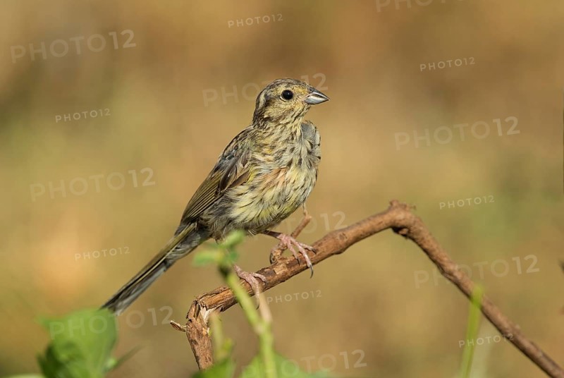 Cirl Bunting (Emberiza cirlus)