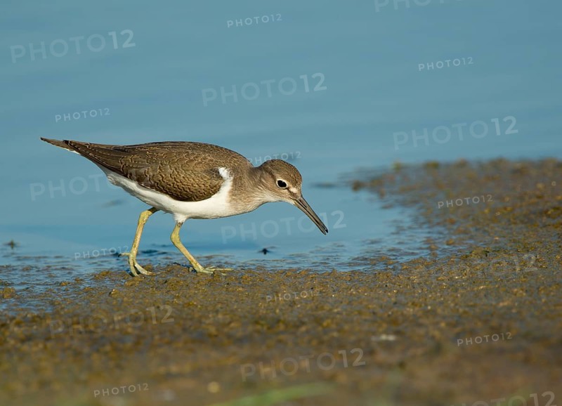Common Sandpiper (Actitis hypoleucos)