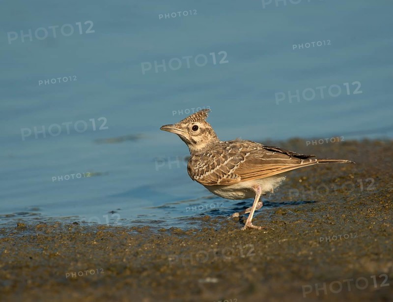 Calandra Lark (Melanocorypha calandra)