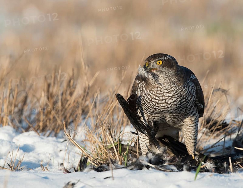 Northern Goshawk (Accipiter gentilis) with its prey