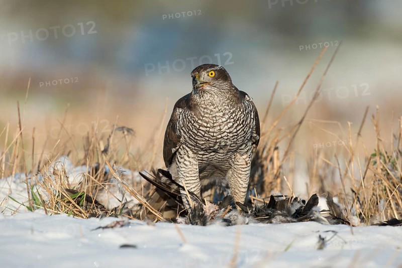 Northern Goshawk (Accipiter gentilis) with its prey