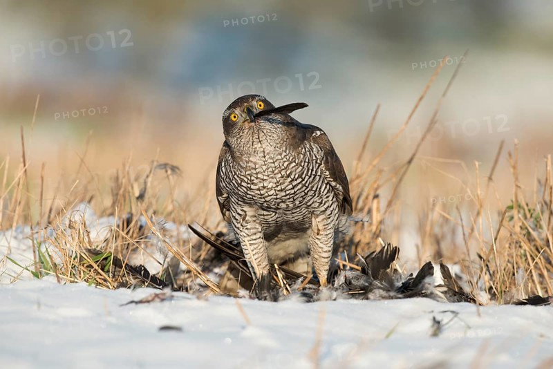 Northern Goshawk (Accipiter gentilis) with its prey