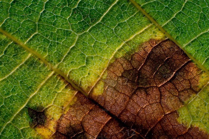Leaf with a brownish discoloration