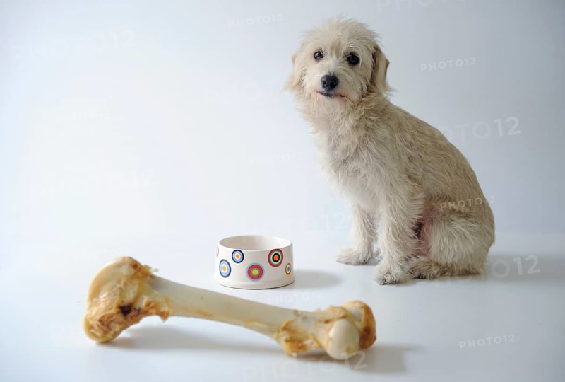 Terrier mix beside a bowl and a large dog bone