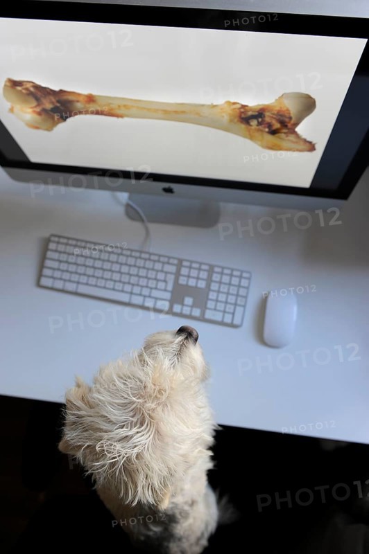 Mongrel Terrier looking at a computer screen with a bone