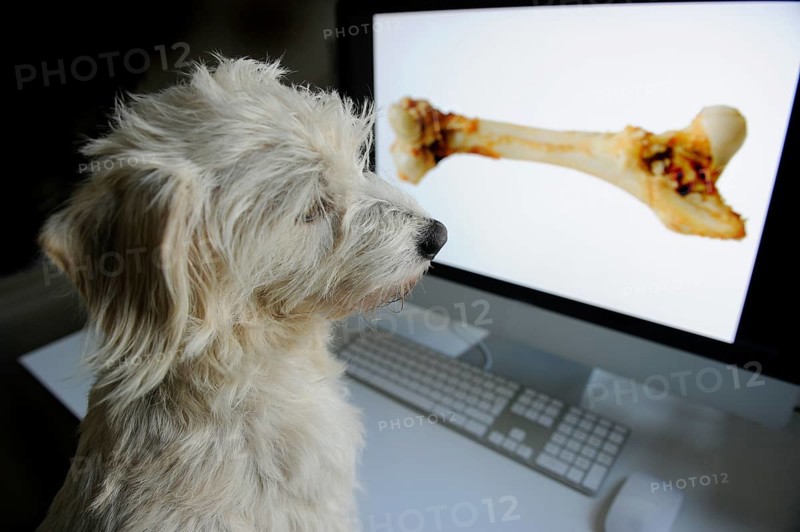 Mongrel Terrier looking at a computer screen with a bone