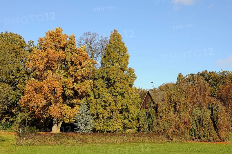 Autumn coloured trees