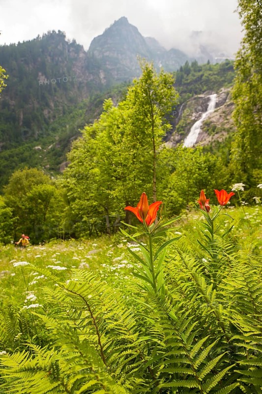 Fire Lily (Lilium bulbiferum) with hikers in Val Calneggia