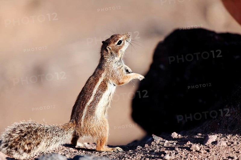 Barbary Ground Squirrel (Atlantoxerus getulus)