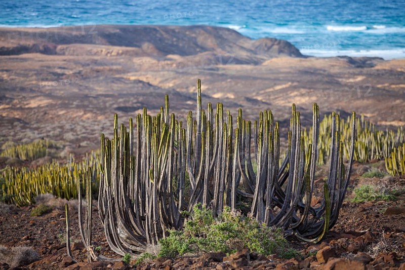 Canary Island Spurge or Hercules Club (Euphorbia canariensis)