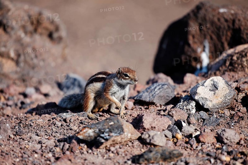 Barbary ground squirrel (Atlantoxerus getulus)