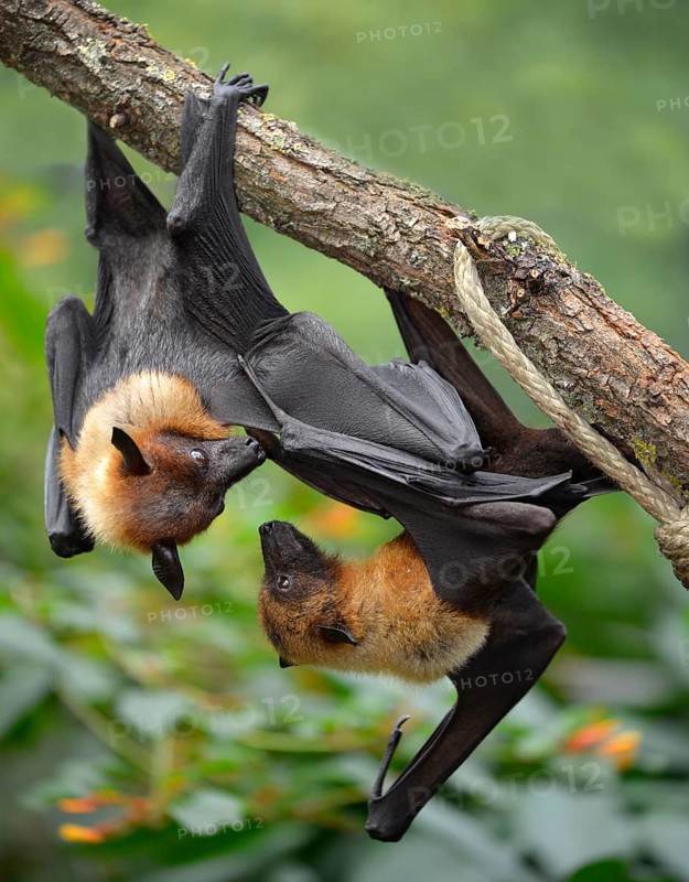 Two flying foxes (Pteropus sp.) argueing