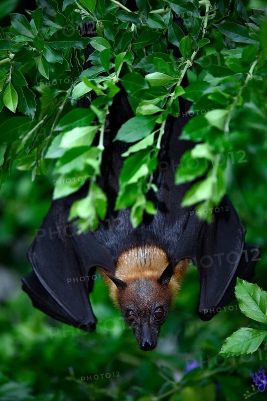 Flying Fox (Pteropus sp.)