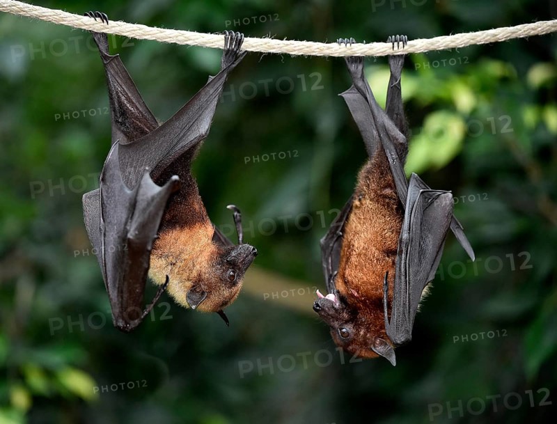 Flight Foxes (Pteropus sp.)