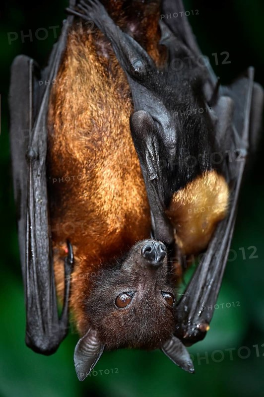 Flying Fox (Pteropus sp.)