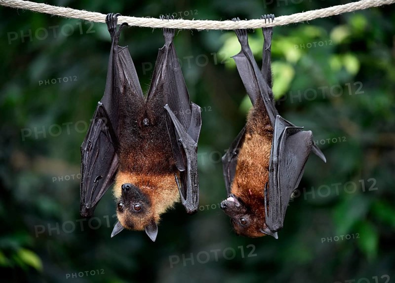Flight Foxes (Pteropus sp.)