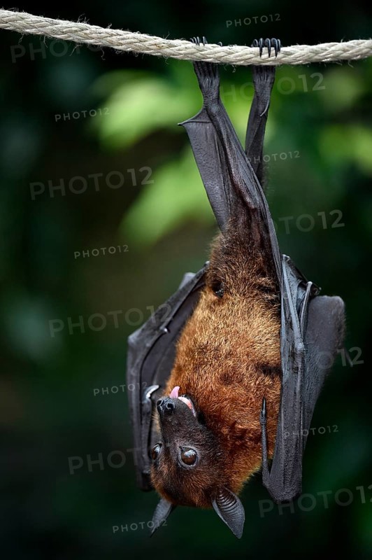 Flying Fox (Pteropus sp.)