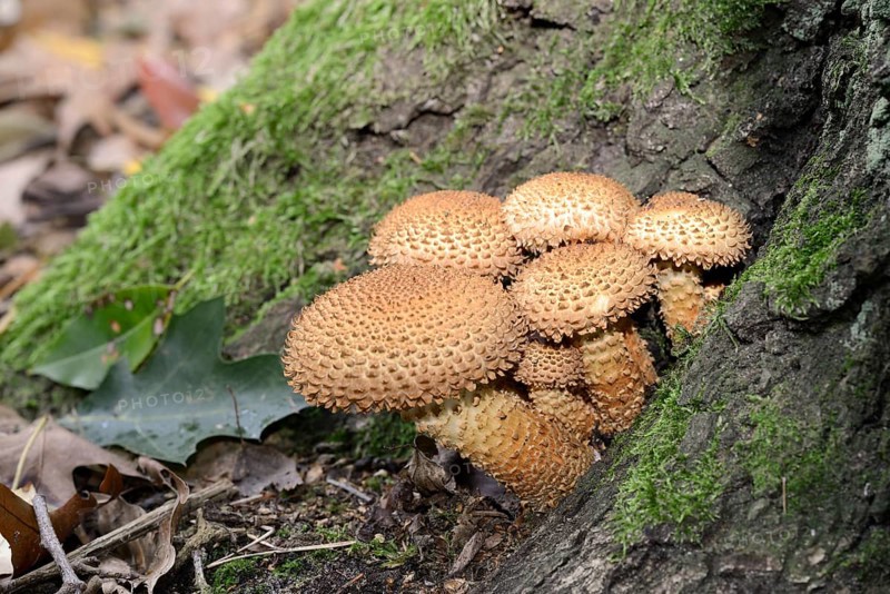 Shaggy scalycap (Pholiota squarrosa)
