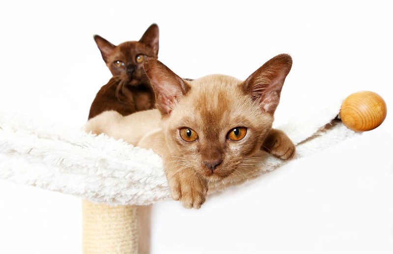 Two Burmese cats
