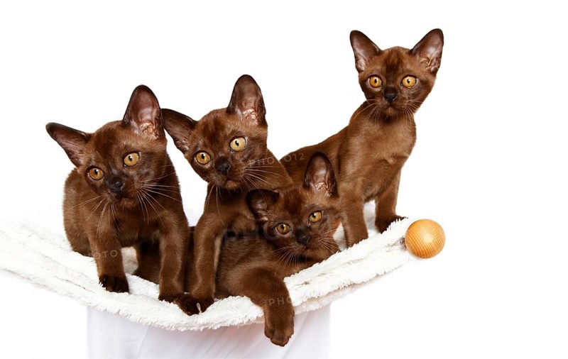 Four Burmese cats