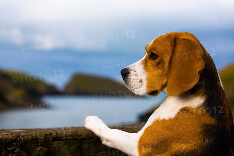 Tricolour Beagle