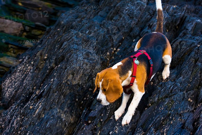 Tricolour Beagle