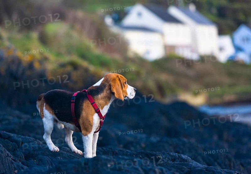 Tricolour Beagle