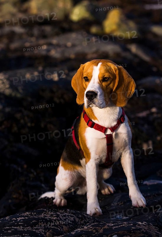 Tricolour Beagle