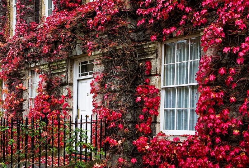 House overgrown with red foliage in Bath