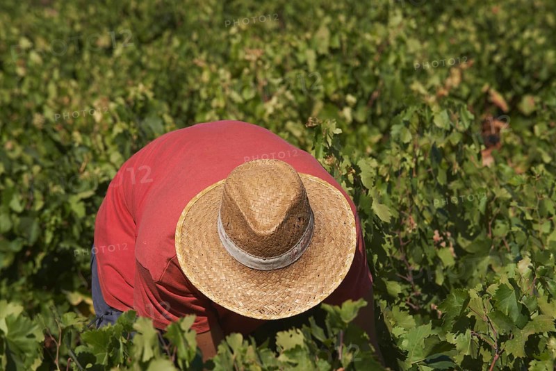 Worker harvesting Pedro Ximenez wine grapes