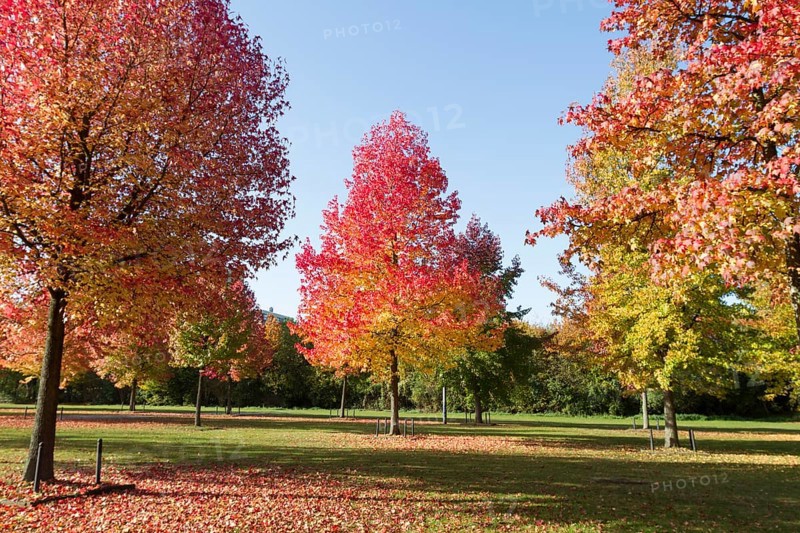 American Sweetgums