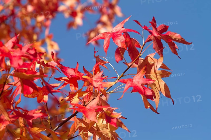 American Sweetgum