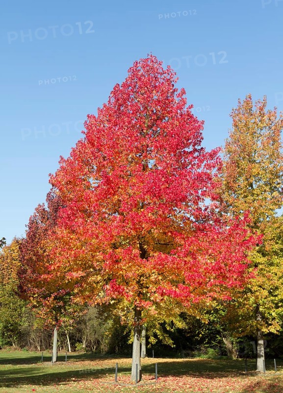 American Sweetgum