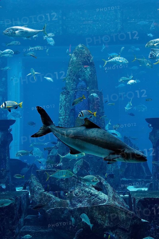 Aquarium in The Lost Chambers