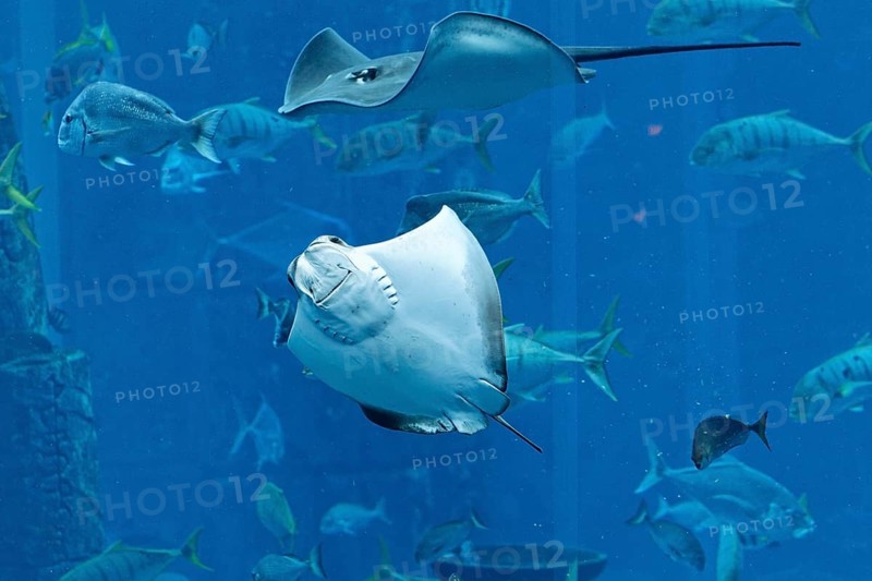 Stingrays in a gigantic aquarium