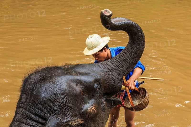 Mahout cleaning a elephant in a river